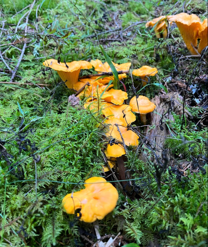 Innholdsrik september